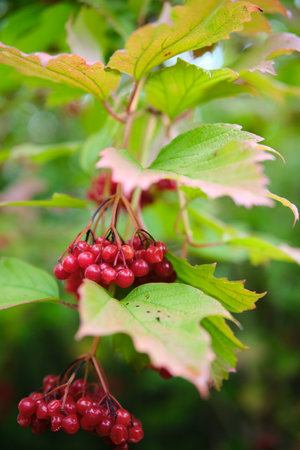 Closeup of vibrant red berries on a branch, surrounded by lush green foliage, showing natural beautyの写真素材