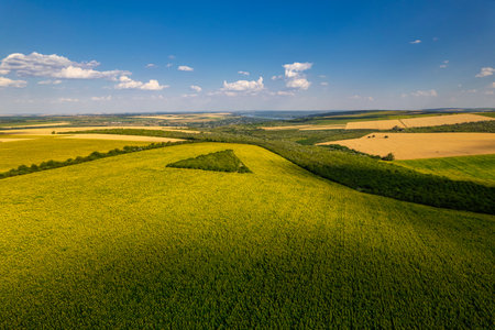 A breathtaking aerial view of a stunning landscape featuring vibrant sunflowers fields and expansive, clear blue skiesの写真素材