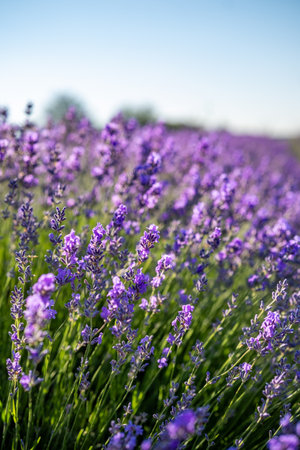 Beautiful image of lavender field over summer sunrise landscape. Blooming lavender field close-up.の写真素材