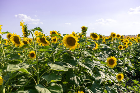 A close-up of a blooming sunflower in a vast sunflower field. Sunflowers field close view.の写真素材