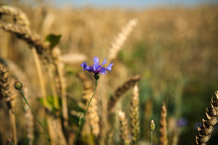 Wild pea blossom blue flowers braiding ripe wheat ear, natural background. Ripe wheat and wild flowers close-up.の写真素材