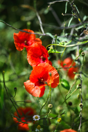 Bright red poppies on a green background in sunny weatherの写真素材