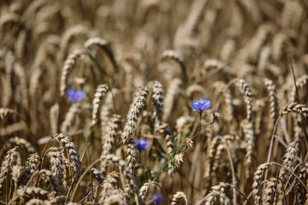 A colorful mix of purple wildflowers blooms in golden wheat fields, capturing the essence of natures beautyの写真素材