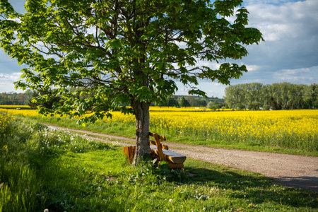 A Serene Landscape Featuring a Tree and a Comfortable Bench Surrounded by a Blooming Fieldの写真素材