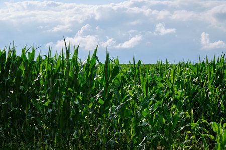 Green corn field with corn cobs. Corn green field.の写真素材