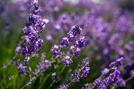 Beautiful image of lavender field over summer sunrise landscape. Blooming lavender field close-up.の写真素材