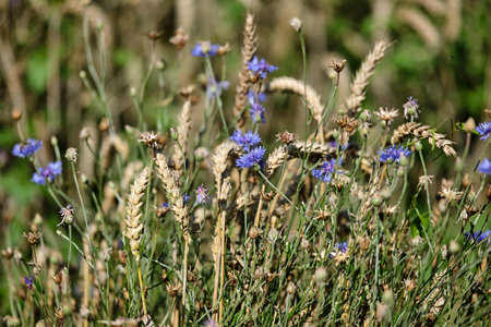 A colorful mix of purple wildflowers blooms in golden wheat fields, capturing the essence of natures beautyの写真素材
