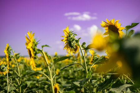 A close-up of a blooming sunflower in a vast sunflower field. Sunflowers field close view.の写真素材