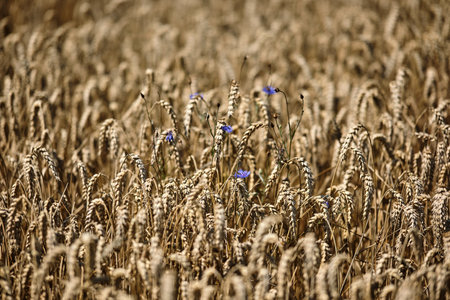 A mix of wildflowers blooms in golden wheat fields, capturing the essence of nature's beautyの写真素材