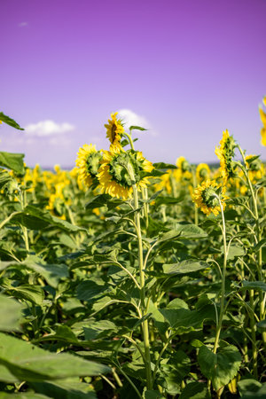 A close-up of a blooming sunflower in a vast sunflower field. Sunflowers field close view.の写真素材