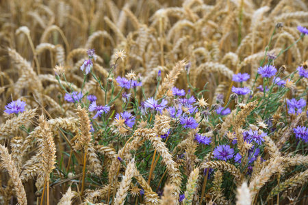 A Beautiful Field of Wildflowers Nestled Among Tall Wheat Stalks in the Sunlightの写真素材