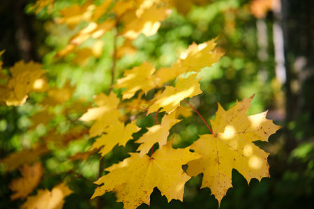 Vibrant close-up of colorful autumn leaves with soft bokeh background, perfect for fall season themes, nature, cozy concepts, backgrounds, and seasonal marketing.の写真素材