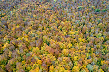 Top down view of autumn forest. Drone shot flying over spruce treetops in wild.