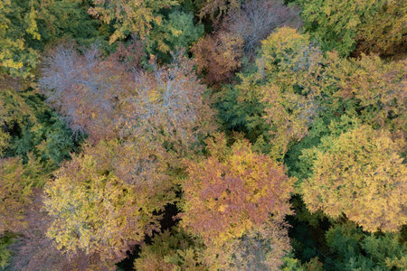 Top down view of autumn forest. Drone shot flying over spruce treetops in the wild. Nature landscape...