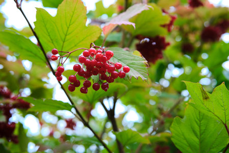 Closeup of vibrant red berries on a branch, surrounded by lush green foliage, showing natural beauty