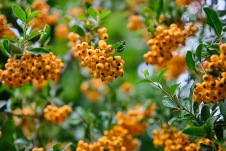 Selective focus shot of yellow hawthorn berries. Yellow hawthorn fresh and organic fruit tree.の写真素材