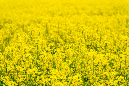 Closeup Yellow Canola Blossoms Filling Frame With Dense Clusters Of Petals, Delicate Stems And Soft...