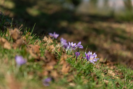 Purple Crocus Bloom With Golden Stamens Shining In Morning Light On Grassy Meadow. CloseUp Spring...
