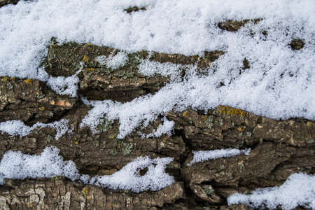 Multicolored moss and lichen on the bark trunk wood oakの写真素材