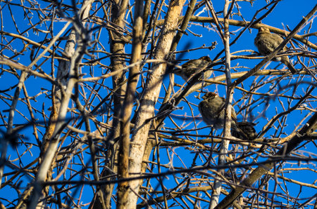 Frozen sparrows sit on bare tree branches.