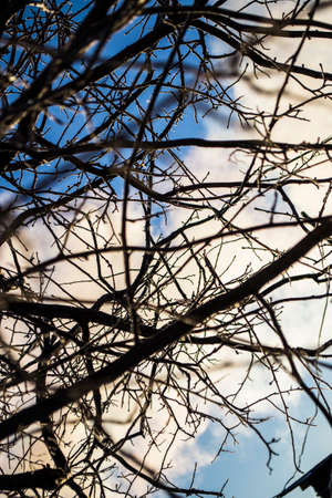 Bare winter tree branches against a blue sky.の写真素材