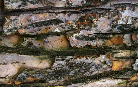 Texture, wood, bark, for background or splash.の写真素材