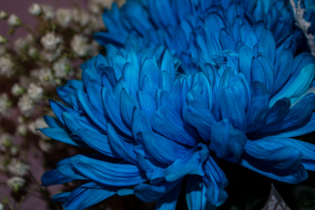 Chrysanthemum flower close up. Chrysanthemum.の写真素材