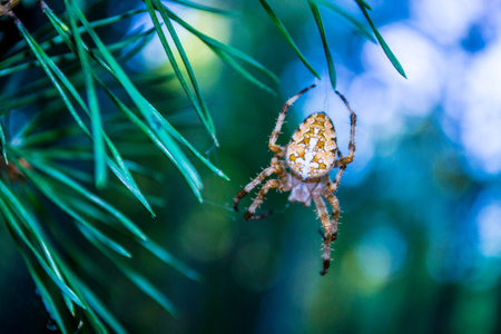 The forest spider weighs on the web.