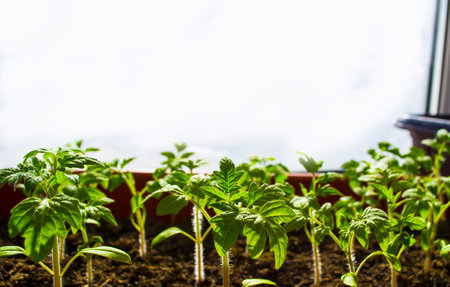 Early seedling , grown from seeds in boxes at home on the windowsill. seedlings in peat pots.Baby plants seeding, black hole trays for agricultural seedlings.The spring planting.の写真素材