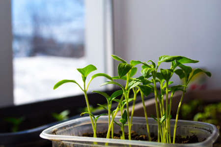 Early seedling , grown from seeds in boxes at home on the windowsill. seedlings in peat pots.Baby plants seeding, black hole trays for agricultural seedlings.The spring planting.の写真素材