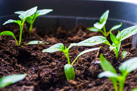 Seedling of young plants on windowsills at home.の写真素材