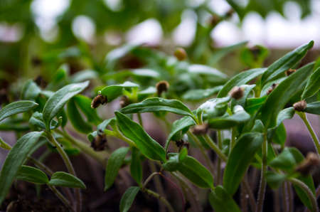 Seedling of young plants on windowsills at home.の写真素材
