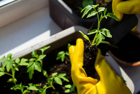 Transplanting seedlings, womens hands in yellow gloves. Tomato sprouts.の写真素材