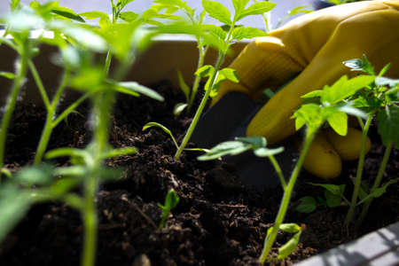 Transplanting seedlings, womens hands in yellow gloves. Tomato sprouts.の写真素材