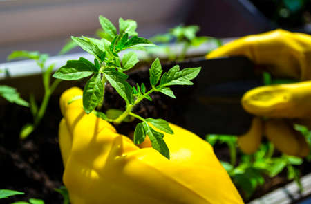Transplanting seedlings, womens hands in yellow gloves. Tomato sprouts.の写真素材