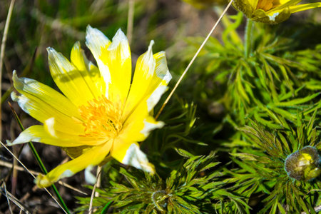 Wildflowers, Adonis spring. The first flowers of spring, the beginning of a new life. The concept of...