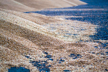 The wheat is on the site. Sowing, cleaning, SYPCEwork.の写真素材