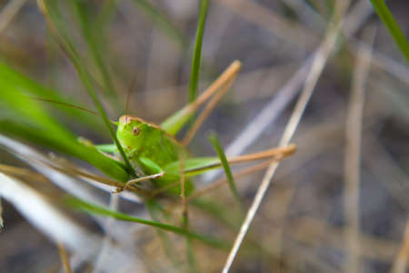 The green grasshopper in the grass in the forest summer in sunlight. Beautiful views of the grasshopperの写真素材