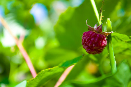 Red raspberry with leaf on green background. Close-up of the ripe raspberry in the fruit garden,ripe...