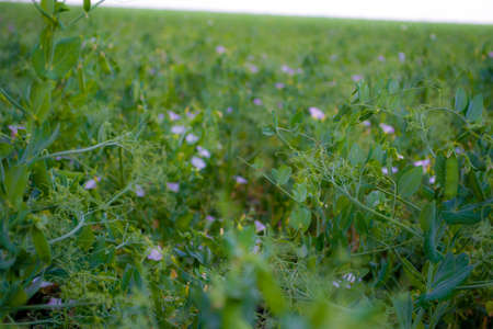 growing green peas in a farmers fieldの写真素材