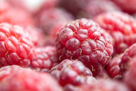 Vitamins. Summer berries. Raspberries background. Close up, selective focus Harvest Conceptの写真素材
