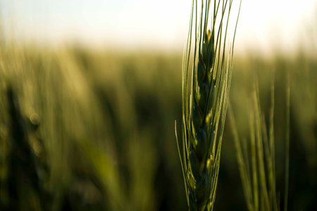 Wheat field closeup color version