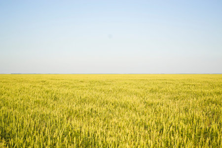 Wheat field closeup color version