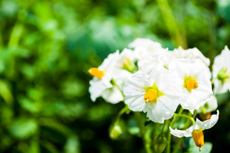 Light lilac potato Solanum tuberosum flowers close up