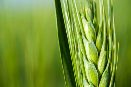 Detail of the green Barley Spike