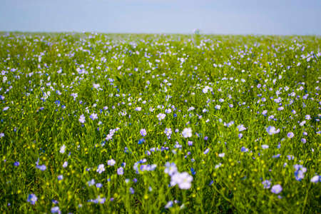 Flax field. flax flowering in summer. Linen industry. Large field of flax. Blue flowers. Small blue flowersの写真素材