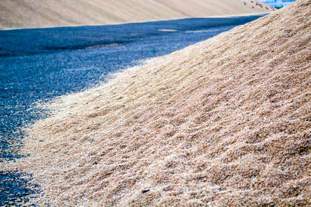 Grain on site, threshed grain ready for delivery to the elevator.の写真素材