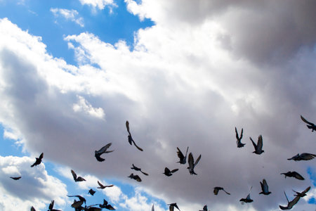 A flock of birds soaring in the cloudy sky.