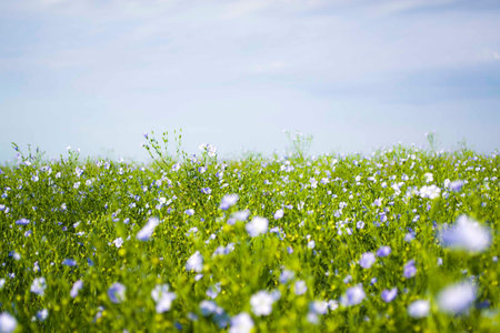 Flax Linum usitatissimum a sea of Flax, or Linseed in flower on a hot summer day in northern France