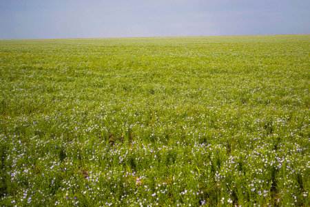 Flax field. flax flowering in summer. Linen industry. Large field of flax. Blue flowers. Small blue...